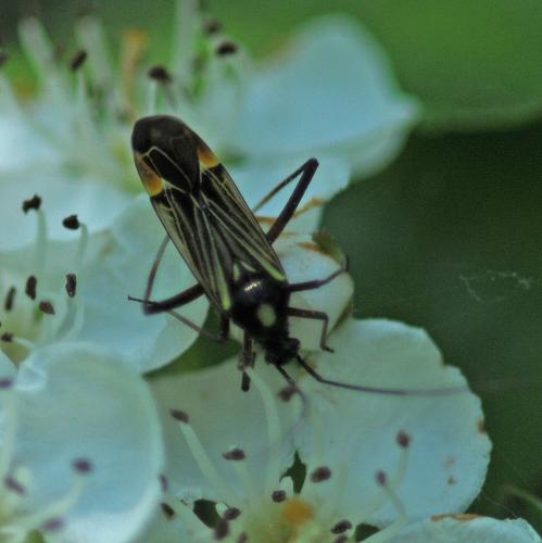 Miris striatus